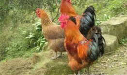 周公鸡爆料视频大全集最新,揭秘娱乐圈幕后真相